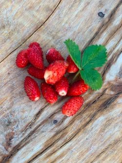 Fragile strawberry