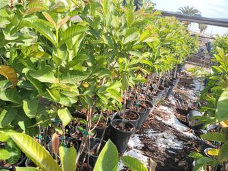 5 Gallon White And Pink Guava Trees!!!