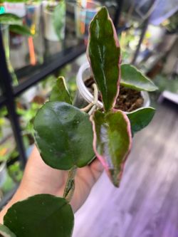 Hoya Crimson Queen  with pink new leaves