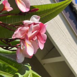 Tri Color Plumeria Cuttings Pink, Burgundy,yellow 