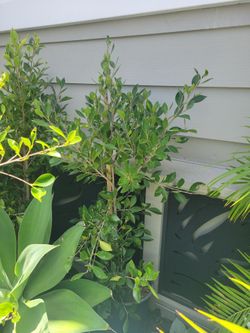 Ficus Nitida 5 gallon on stake