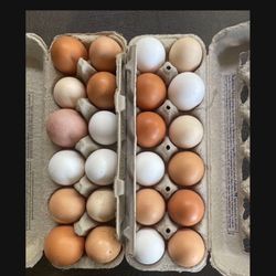 Eggs 