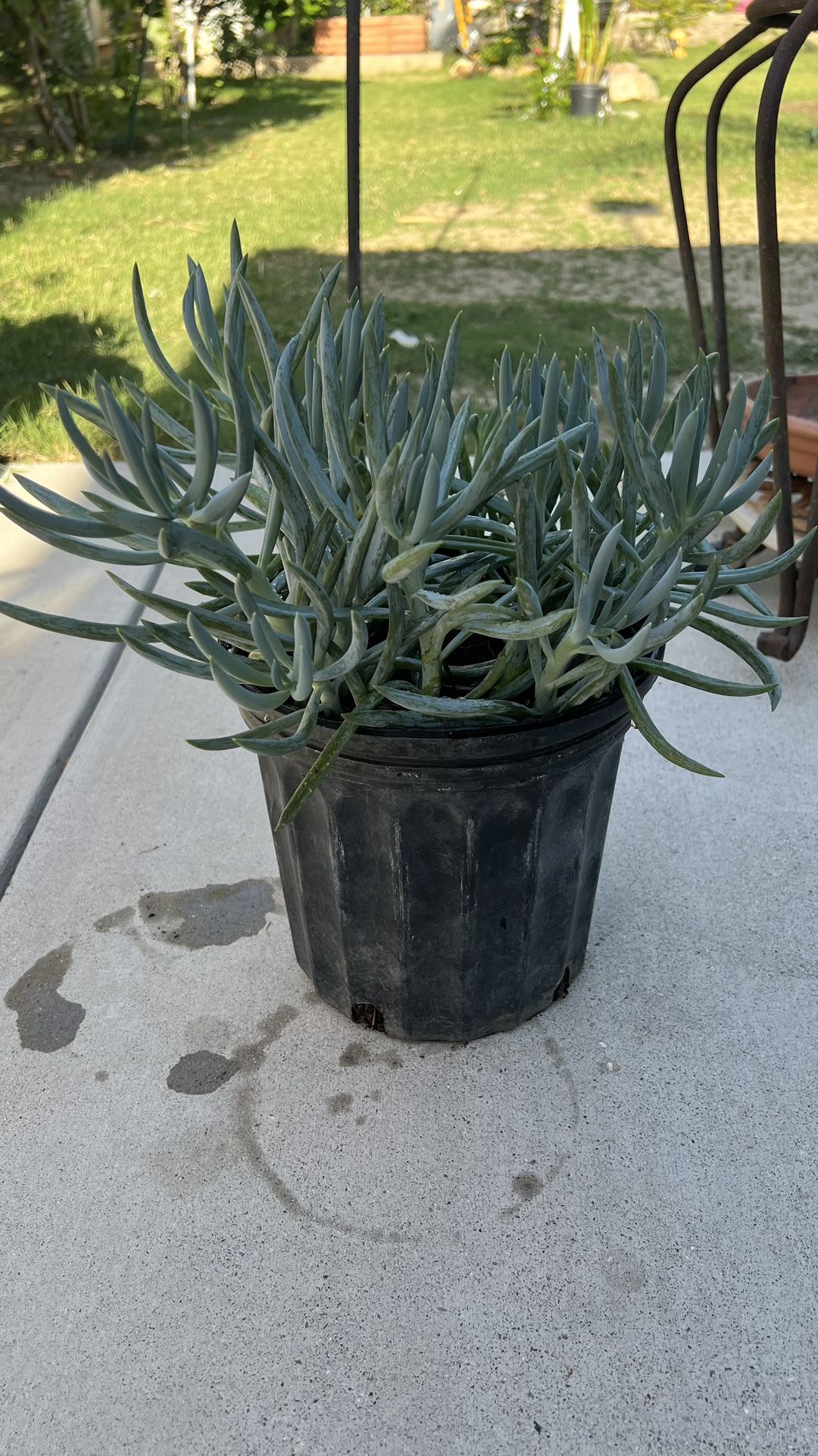 Succulent