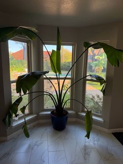 8’ Tall Bird of Paradise
