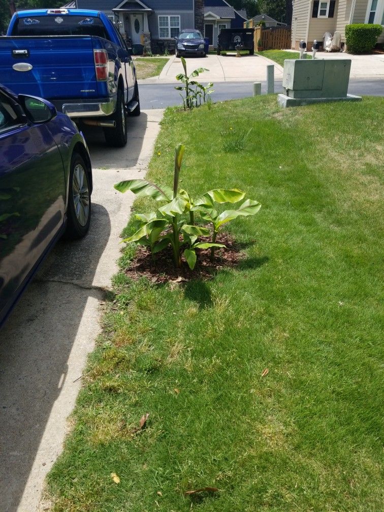 Banana plants