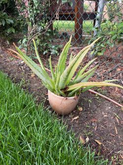 Aloe with pot