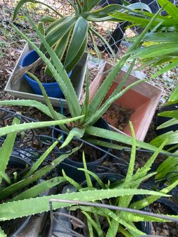 Aloe vera