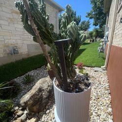Large cool, looking Green, Cactus, In 20 Inch White Planter Pot Stands Nearly 4 Feet Top To Bottom