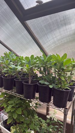 Crown of thorns plants