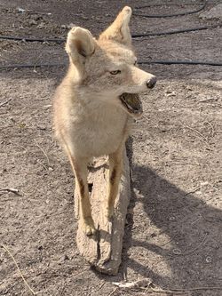 Full-Body Coyote Taxidermy Mount - Life-Size