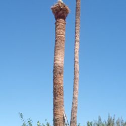 Palm Trimming 