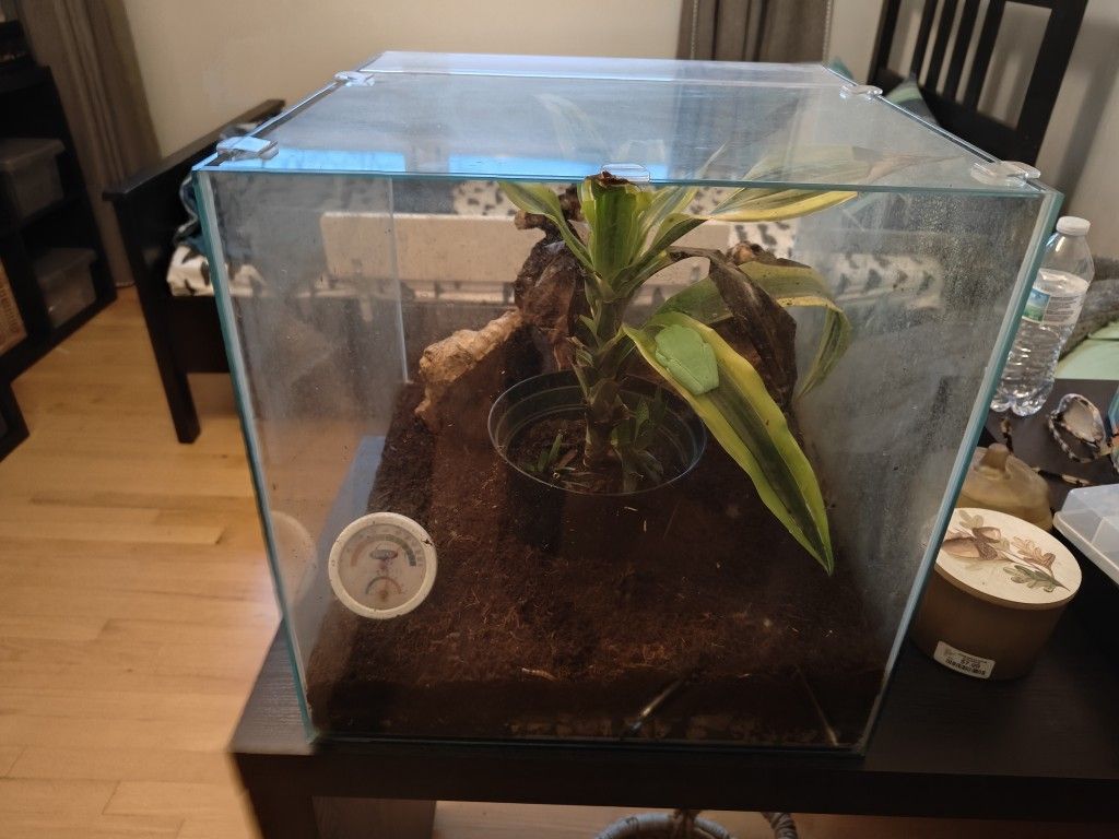 17-Gallon Cube Terrarium – Fully Set Up Habitat