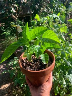 Passion Fruit vines in Clay Pot