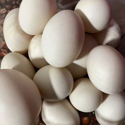 Fresh Muscovy duck  eggs$1/one , Fertilized eggs $2/one