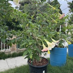 Plant For Sale