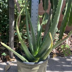 Alovera Plant