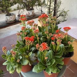 Red Calandiva Kalanchoe Live Plant,  6 Inch Pot, Red Blooms, Home Growing, For Indoor Or Outdoor