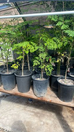 Moringa , Drumstick Tree ,