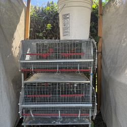 Backyard Quail Supplies 