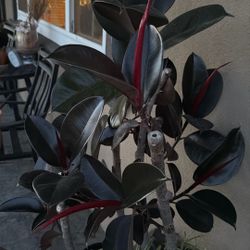 Rubber Plant $15