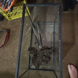 Aquarium Tank