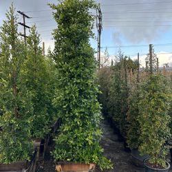Ficus Nitida Indian Laurel Privacy Hedge