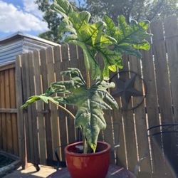 Alocasia Jacklyn