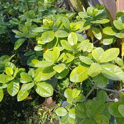 Gardenia trees on sale now $45