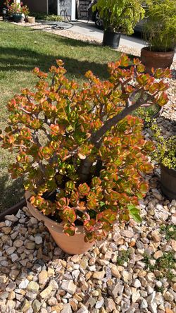 Jade plant