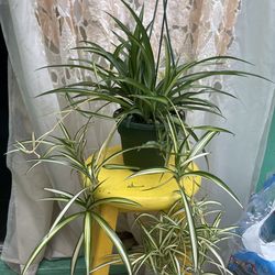 Indoor plant 🌱 spider plant 🌱