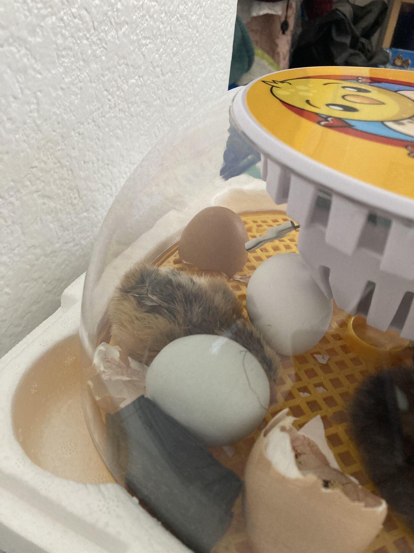 12 Egg Incubator