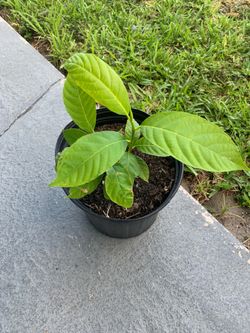Breadfruit Plant