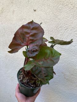 Syngonium Maria / Reverted Strawberry Ice ā $5