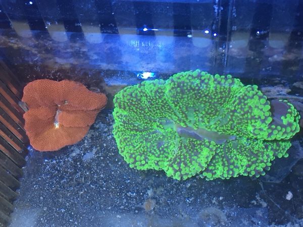 green weed carpet anemone