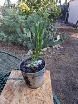 Desert Willow Tree in Pot