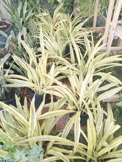 Varigated snake plants on sale now $15