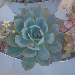 Suculentas 