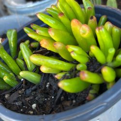 Gollum Jade Plant