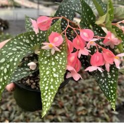 Begonia Maculata Silver Spot Polka Dot