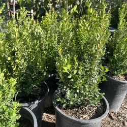Japonica Boxwood 5gallon