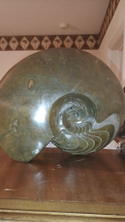 Natilus fossil