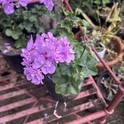 Ivy Geranium  Flower Plant 🪴 