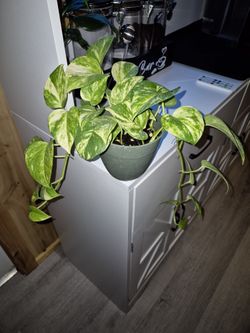 Starter Size Hawaiian Golden Potho plant