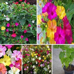 Mix Four 0' Clock plants$6 Each pot