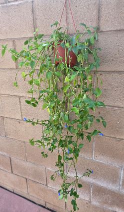 Hanging Suculent Plant