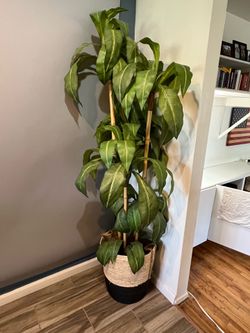 Tropical Floor Plant (Banana Palm)