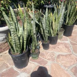 Snake Plant 