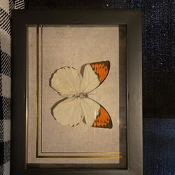 Framed Butterflies