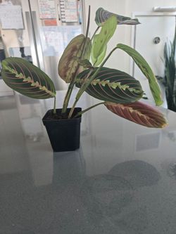 Prayer Plant