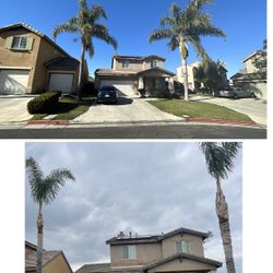 Need Your Palms Or Trees Trimmed Or Removed?
